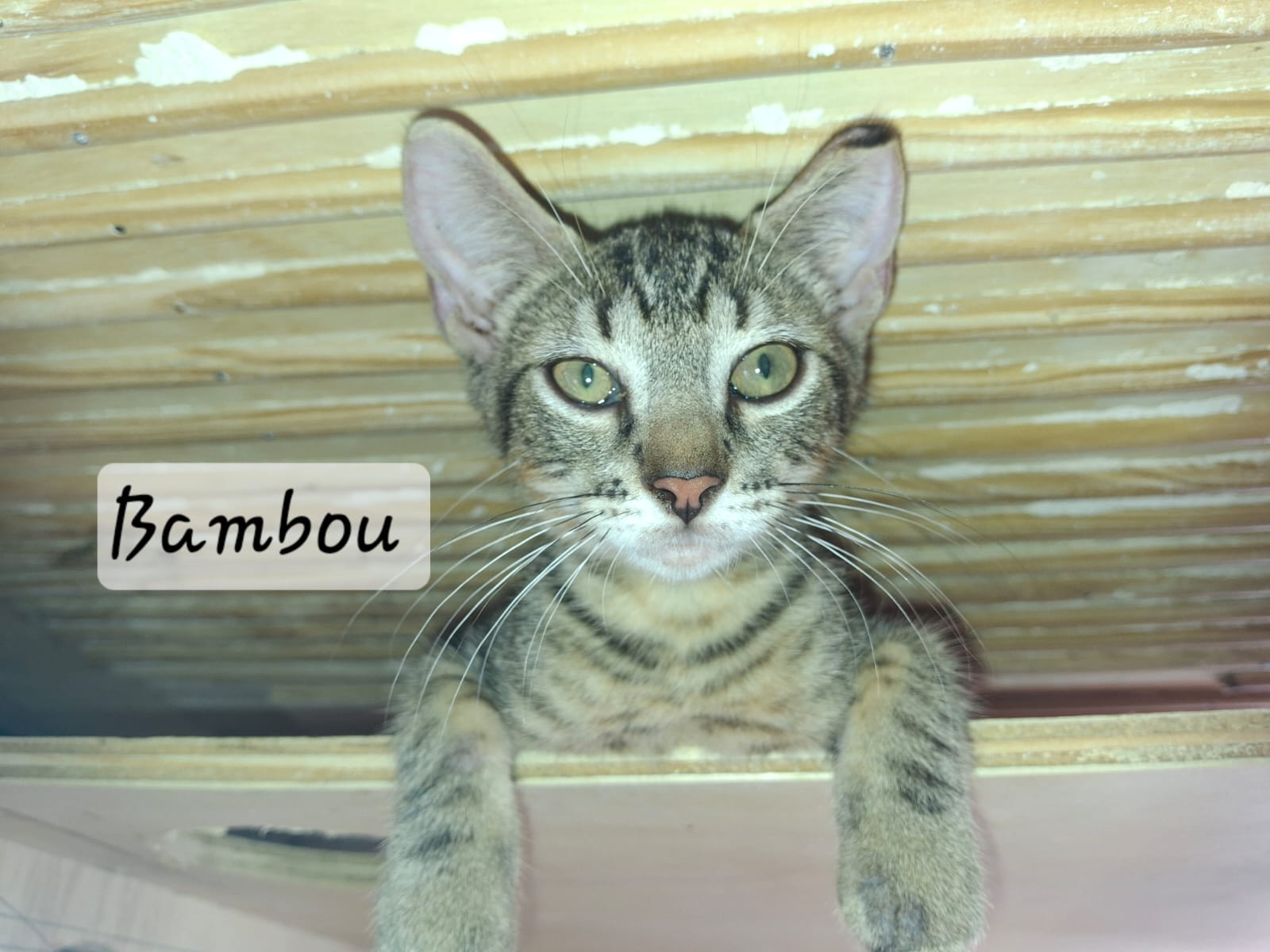 Adopter Bambou 