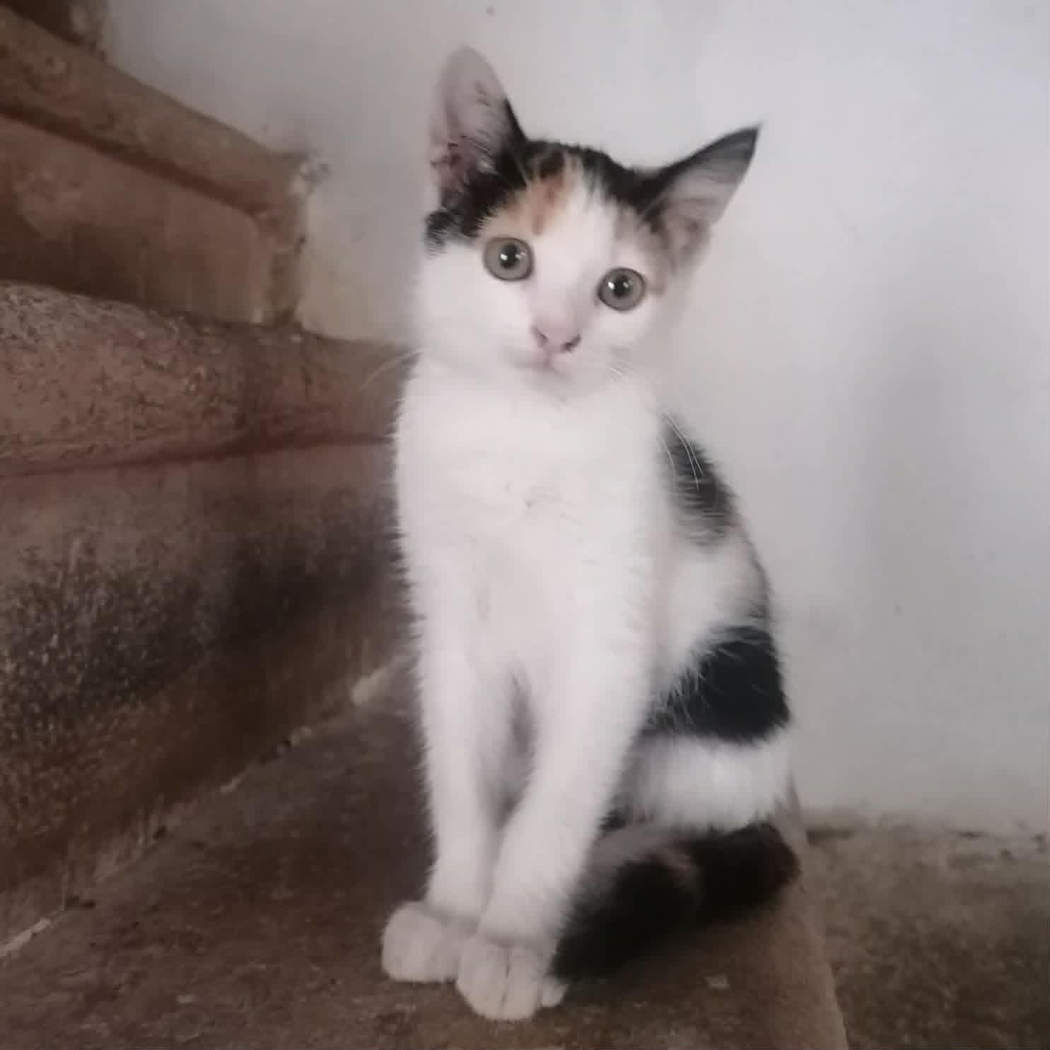 Adopter ADA