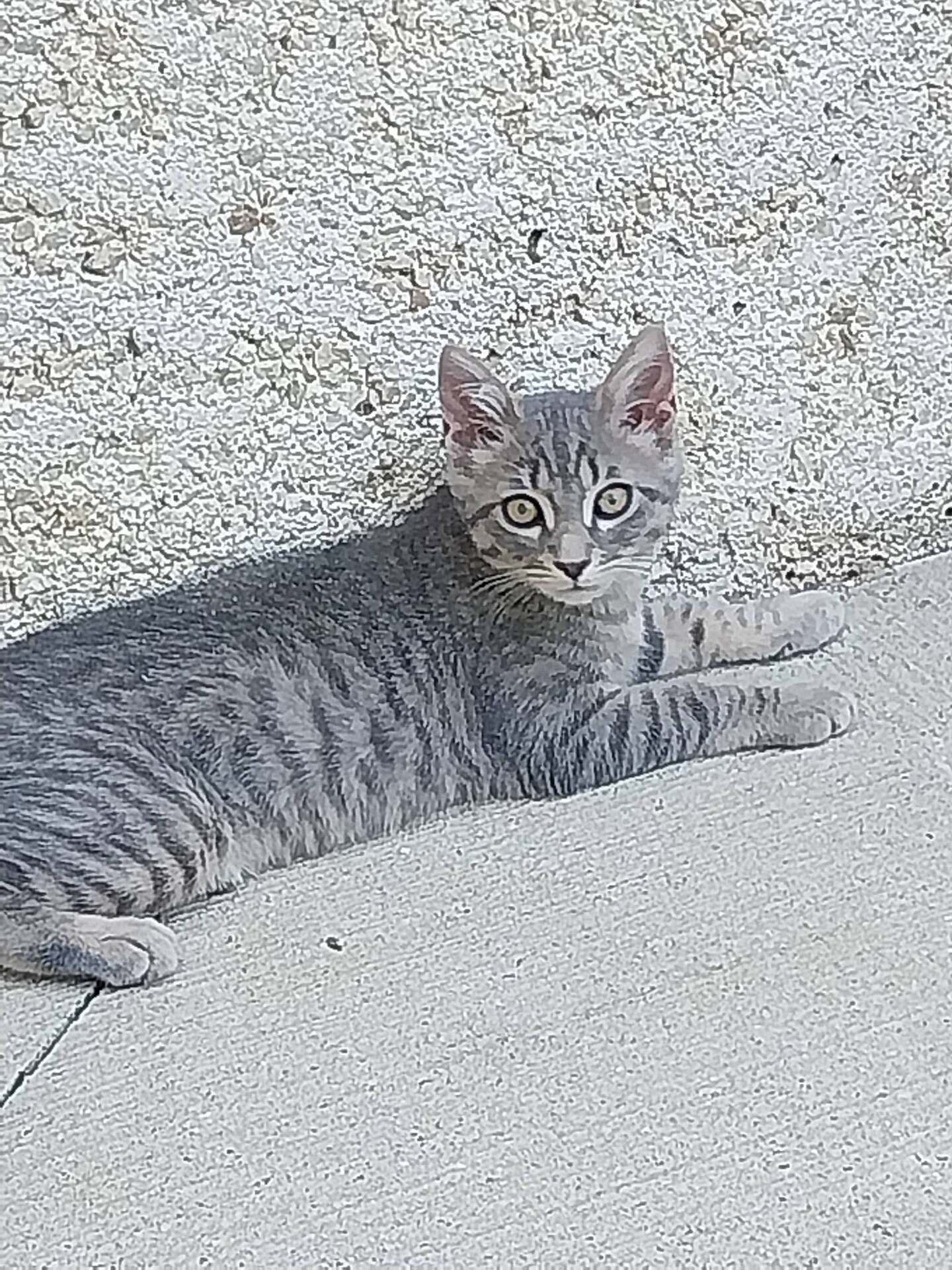Adopter SONIC