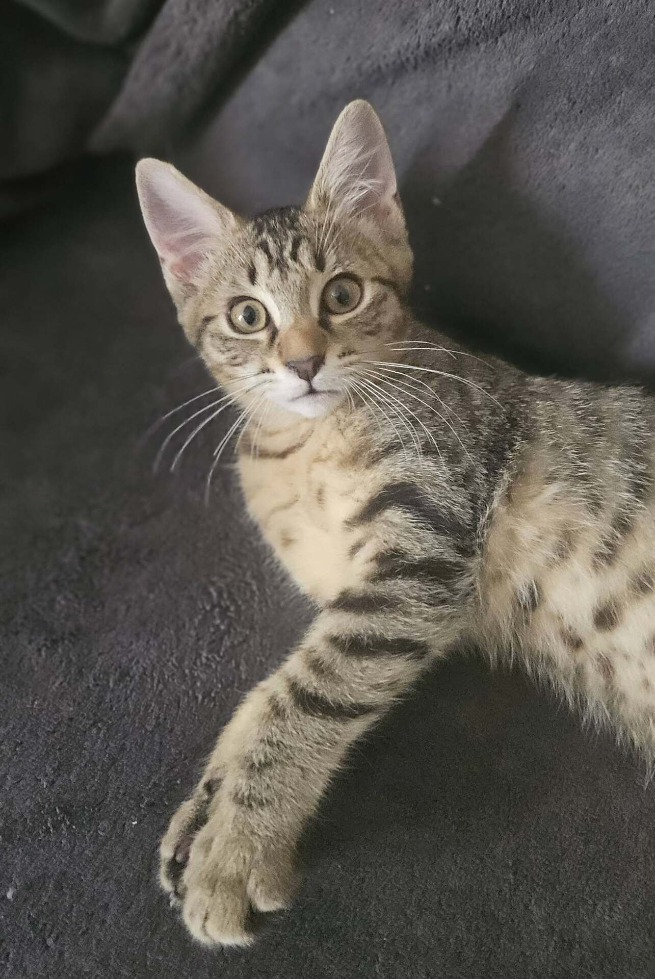 Adopter BABYLON