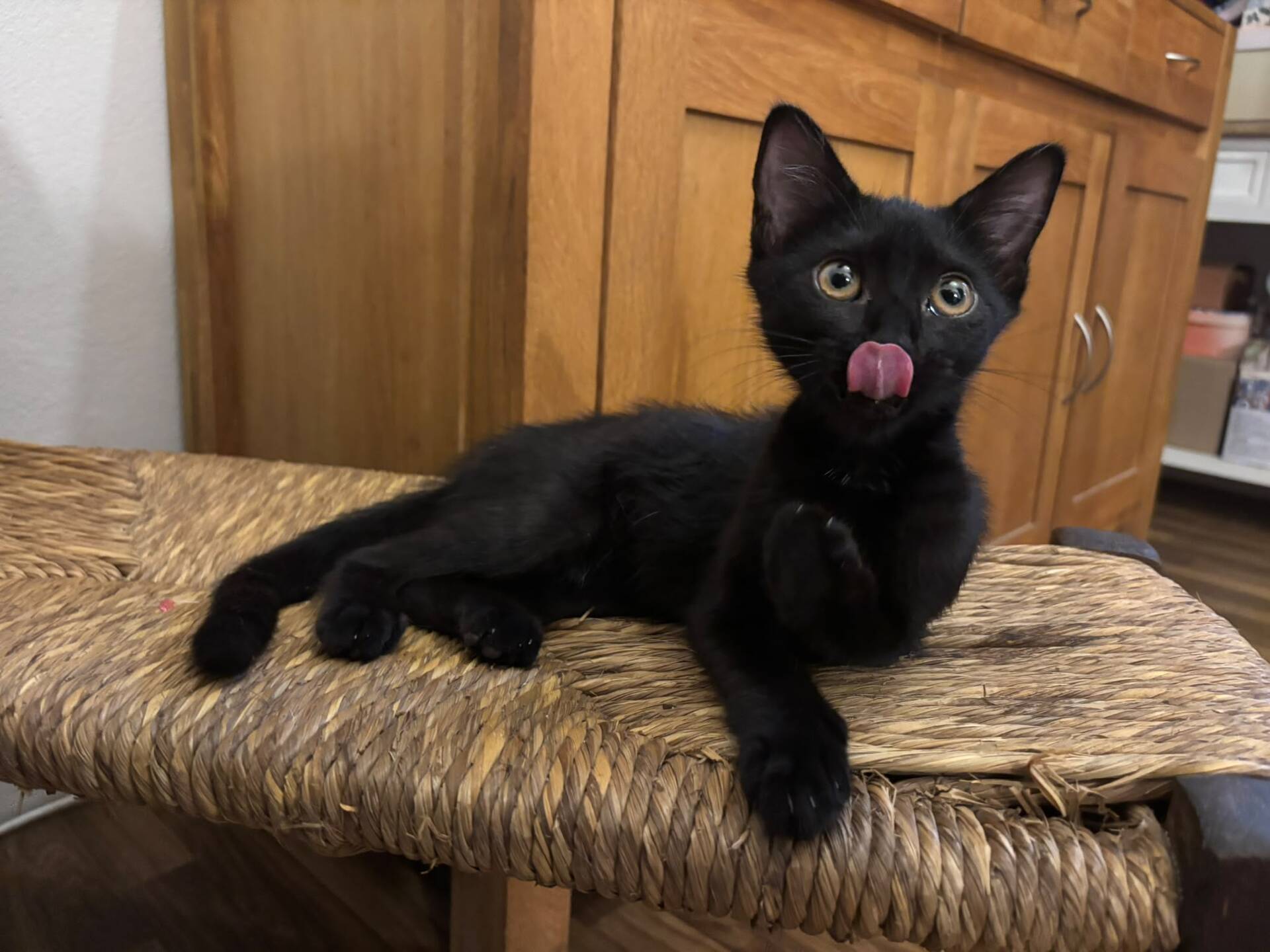 Adopter Brutus