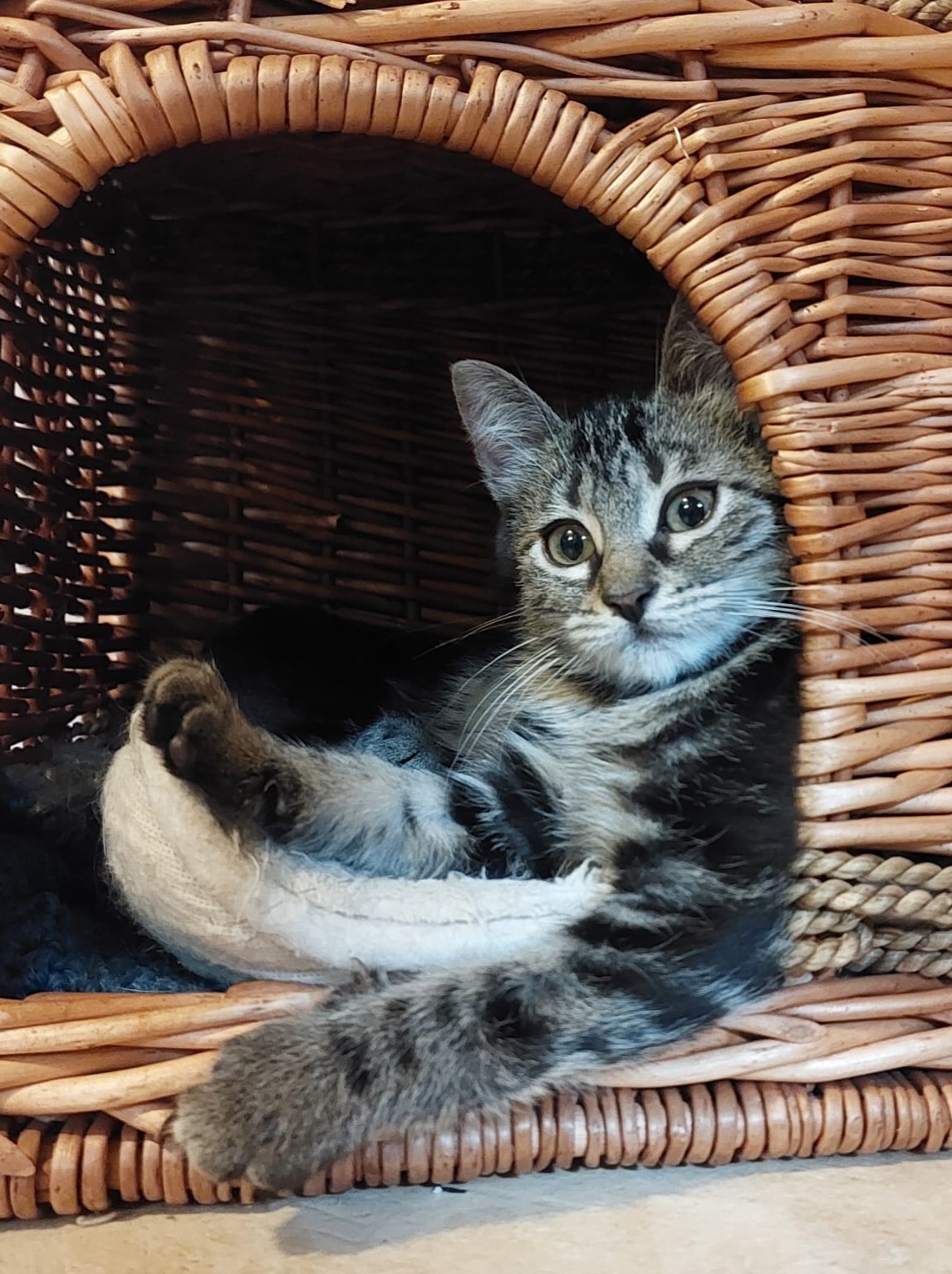 Adopter Shadow