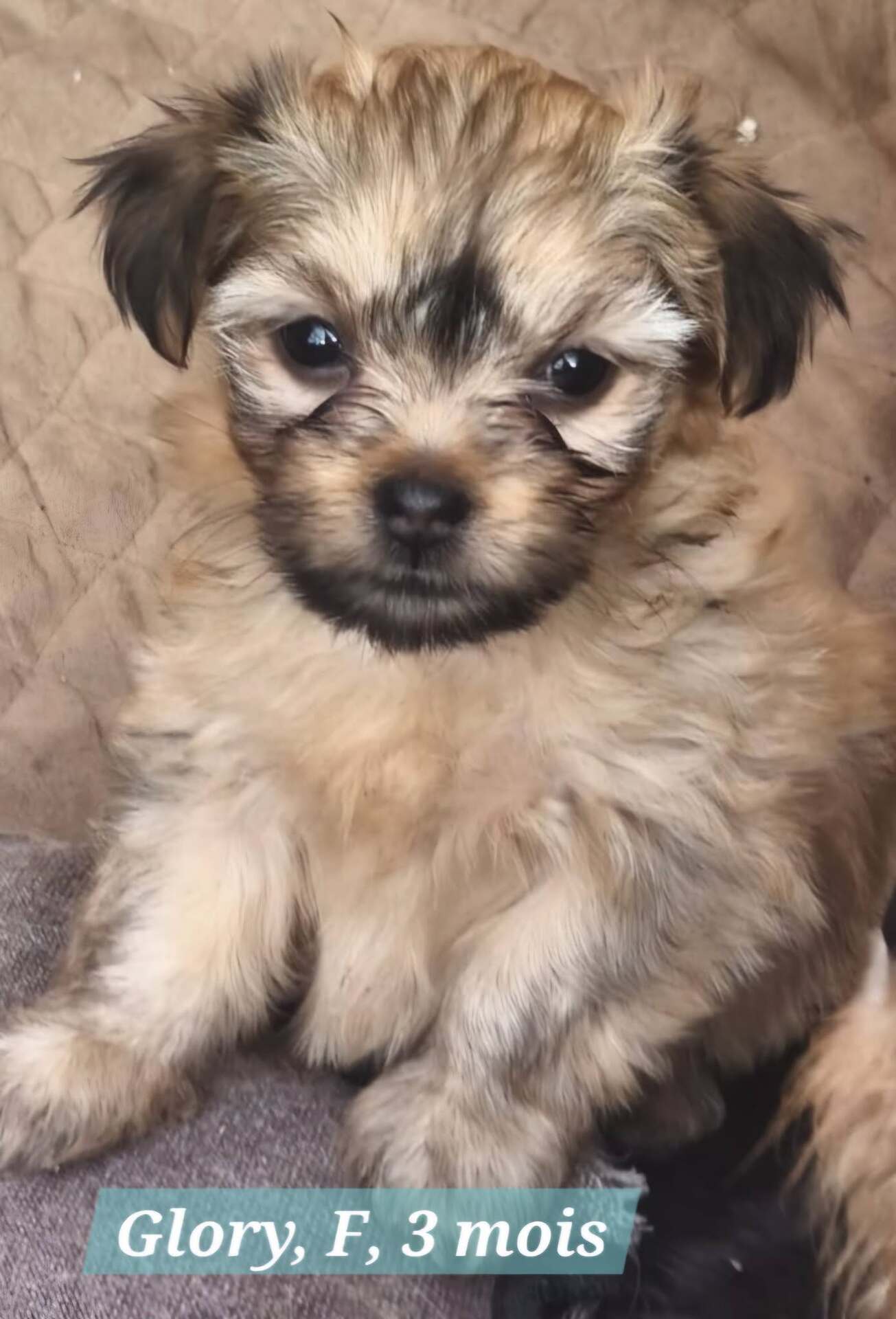 Adopter GLORY