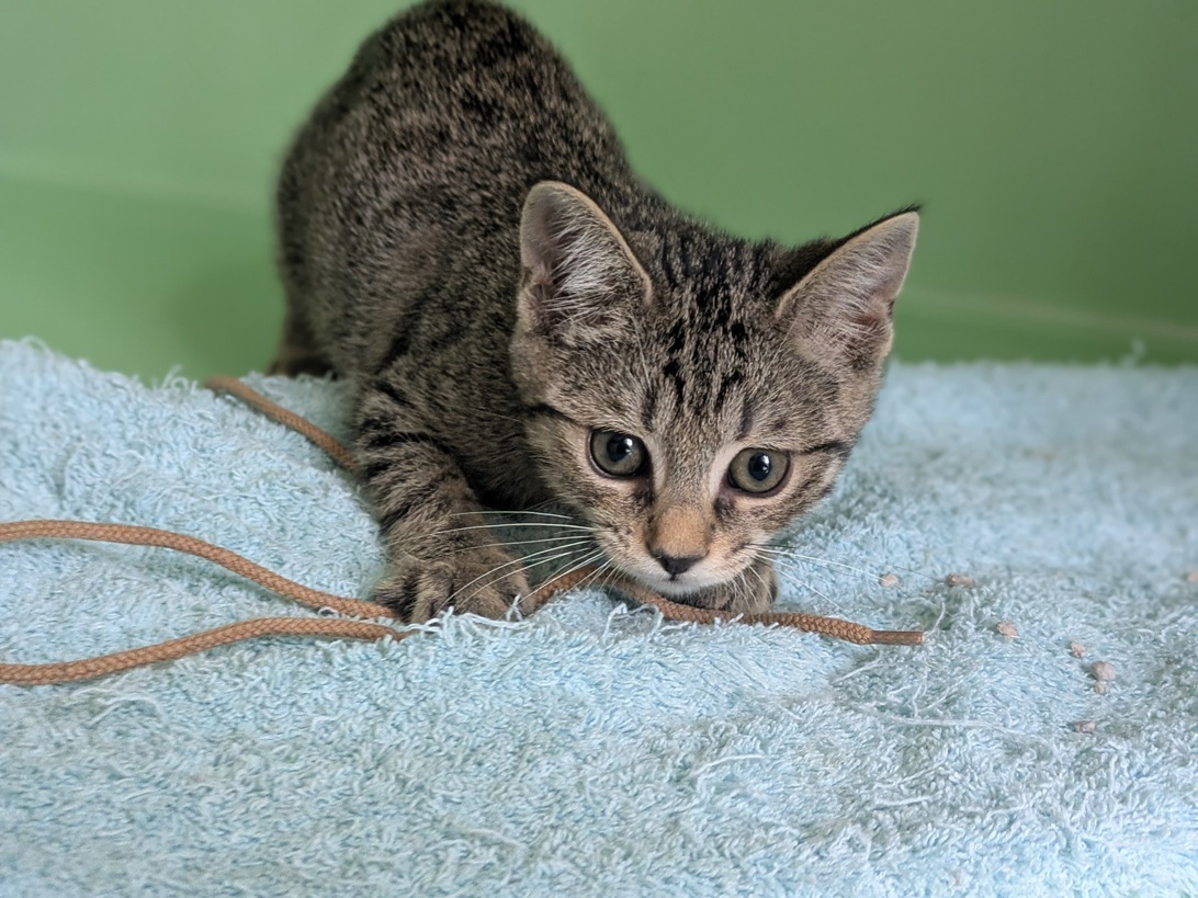 Adoption BETISE
