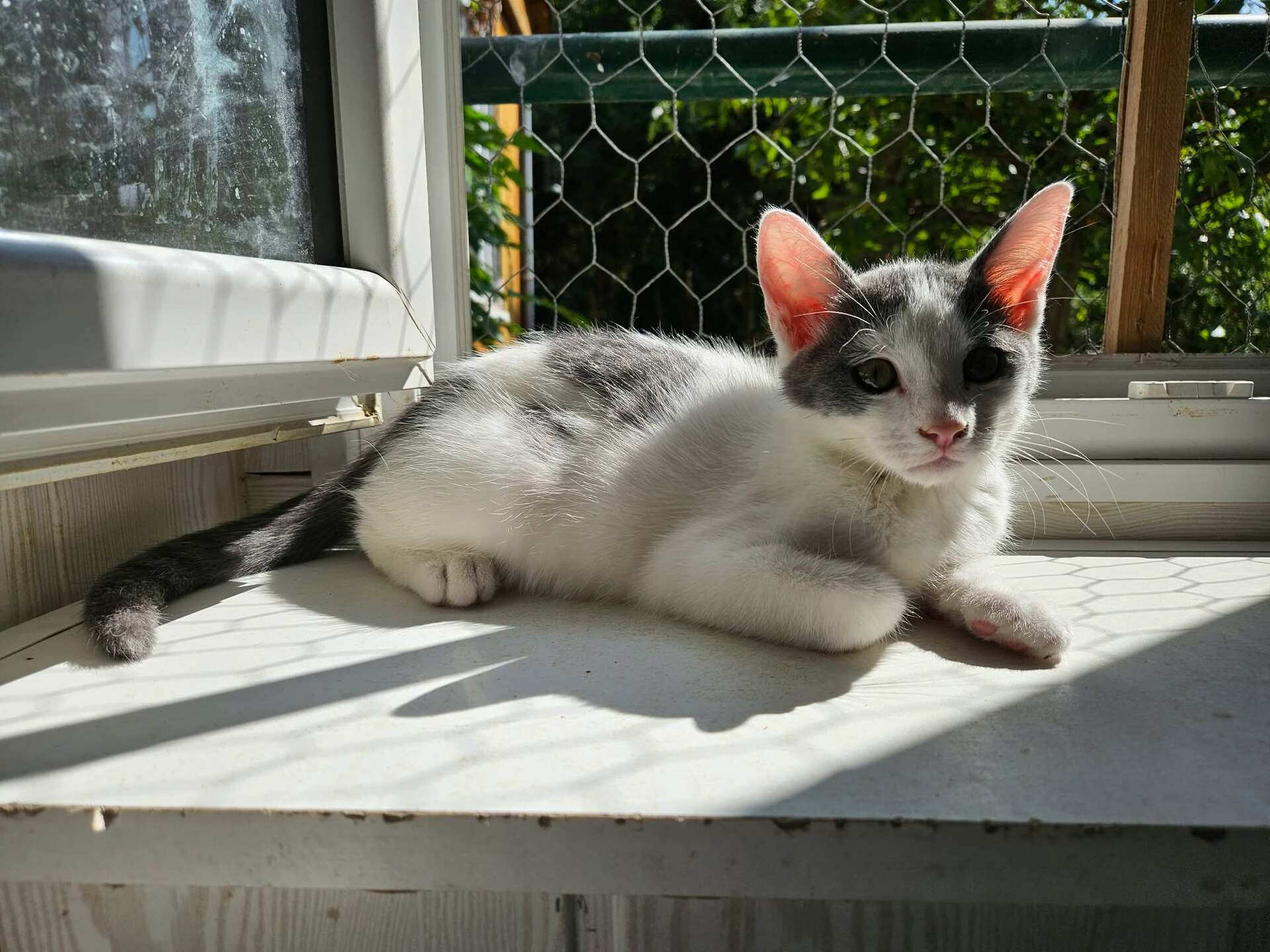 Adopter KITKAT