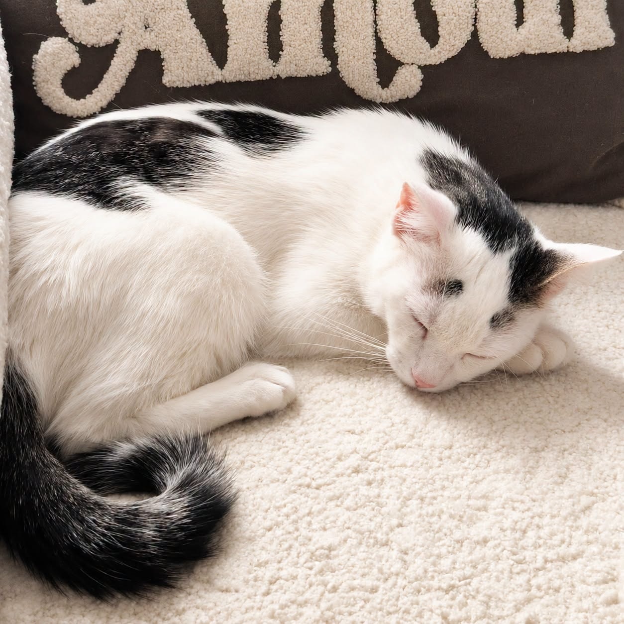 Adopter CHARLY