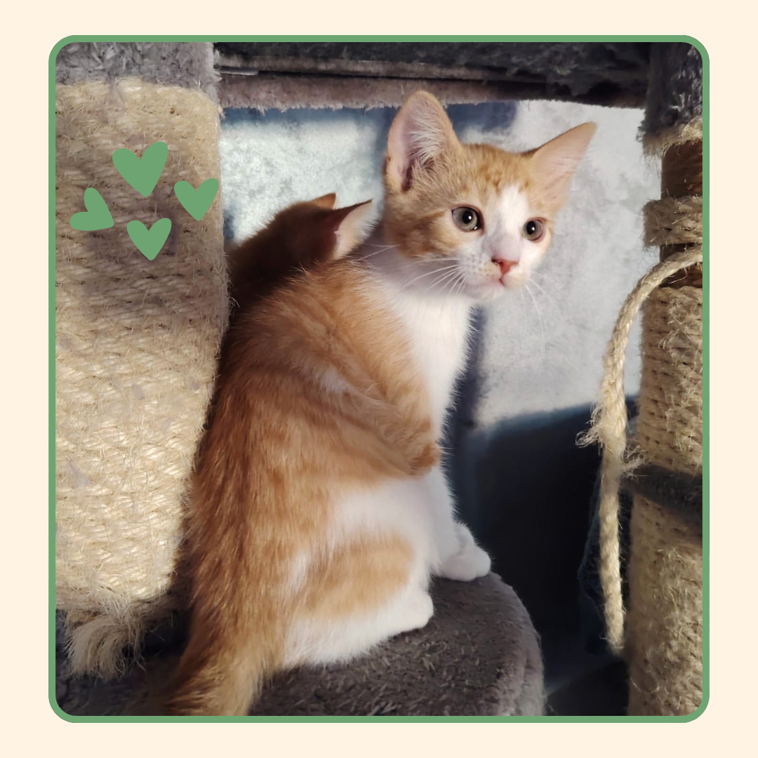 Adoption Aurore