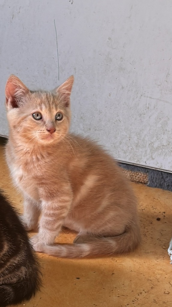 Adopter Bijoux