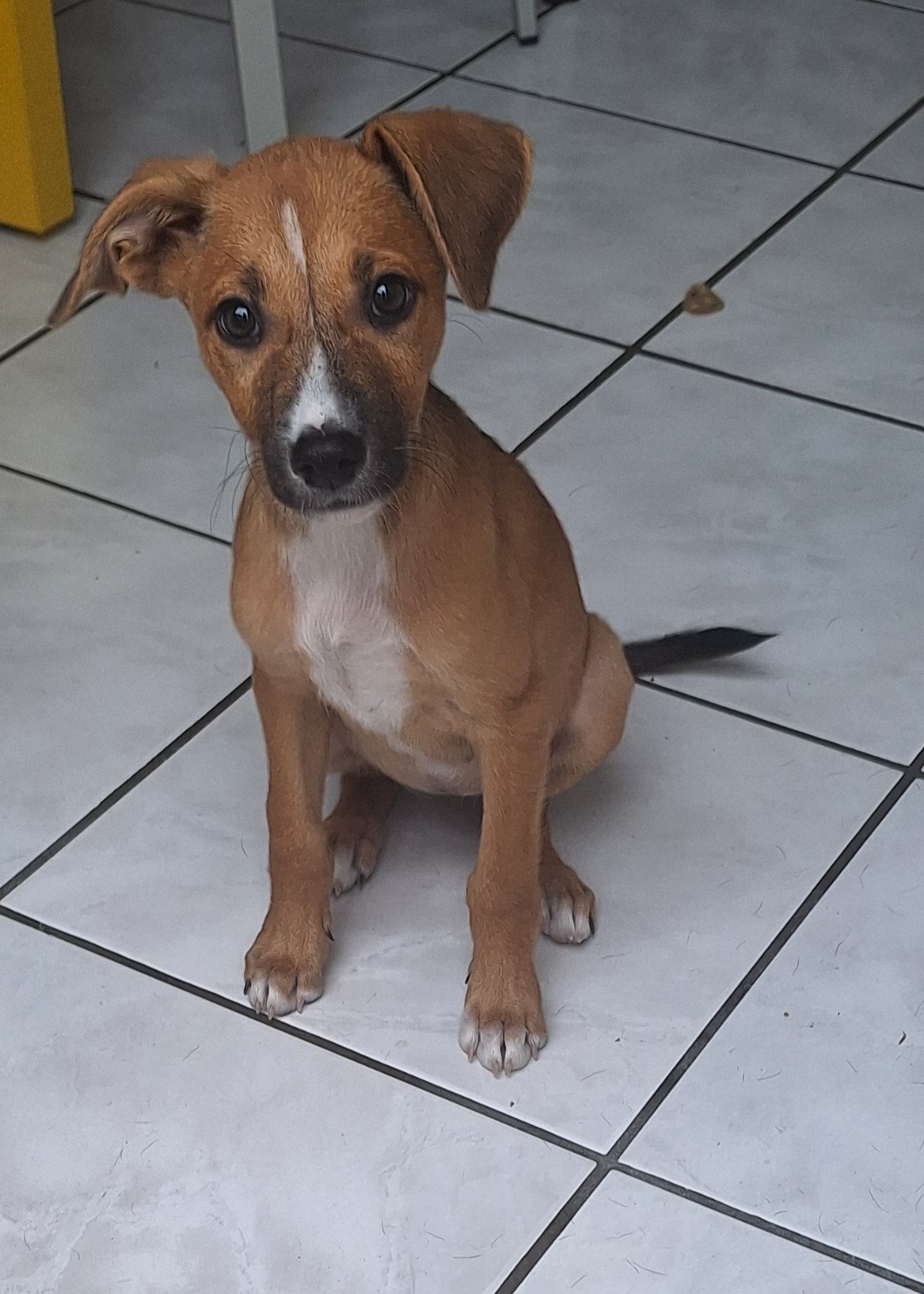 Adopter Zola
