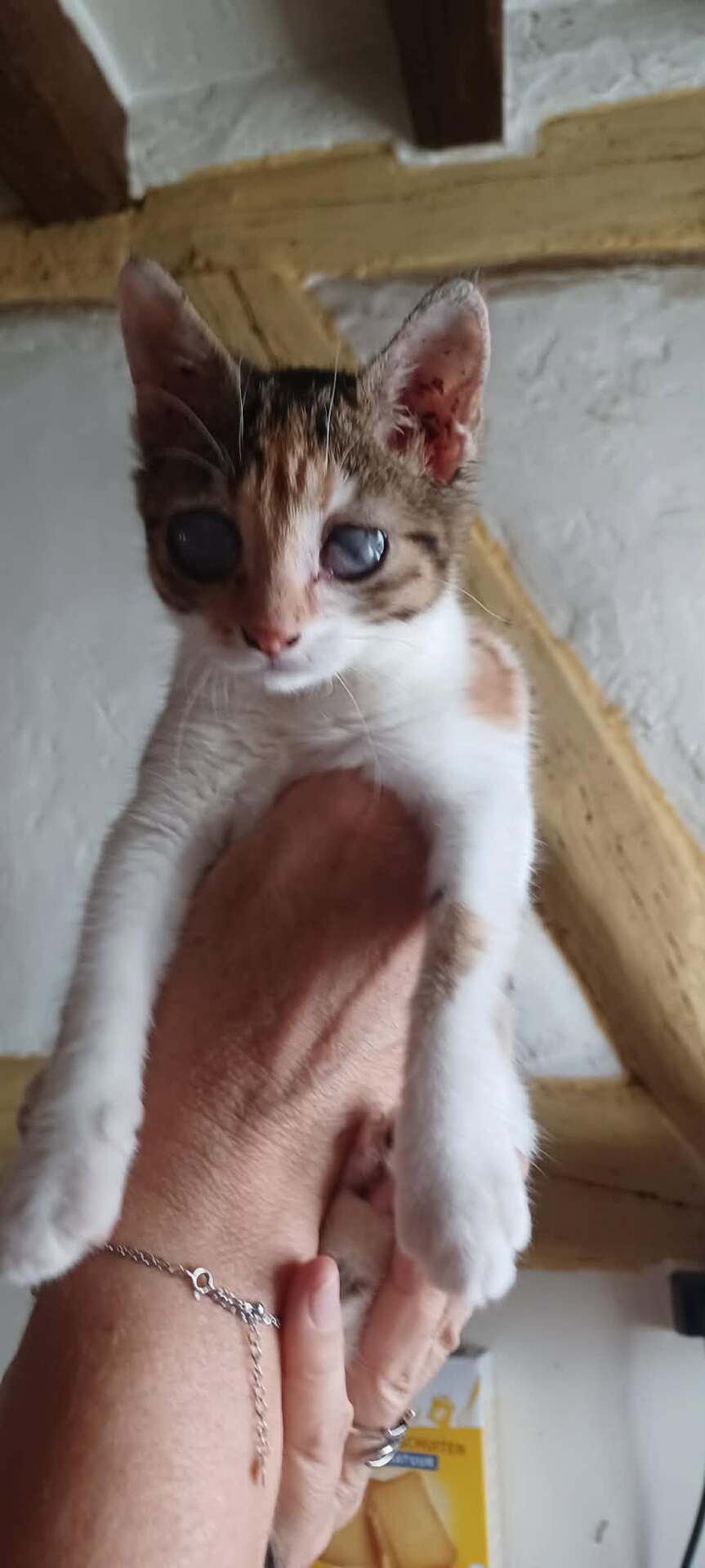 Adopter VICTOIRE