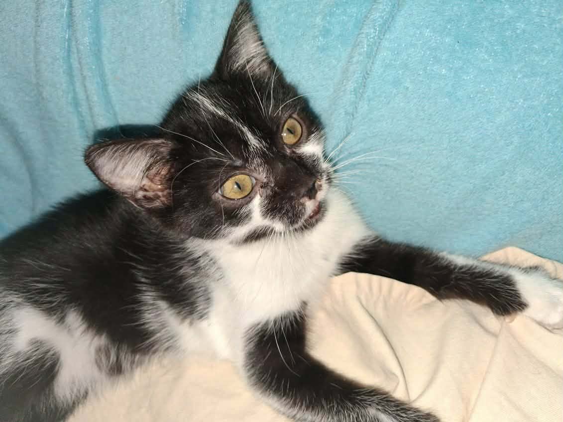 Adopter LILAS