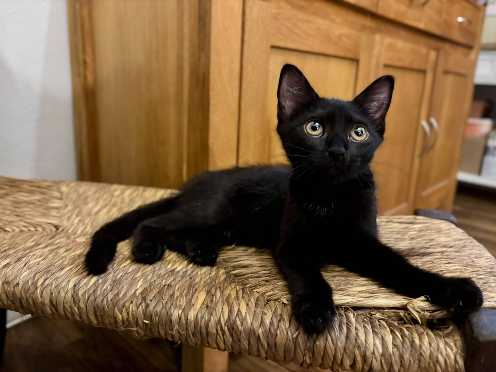 Adopter Brutus