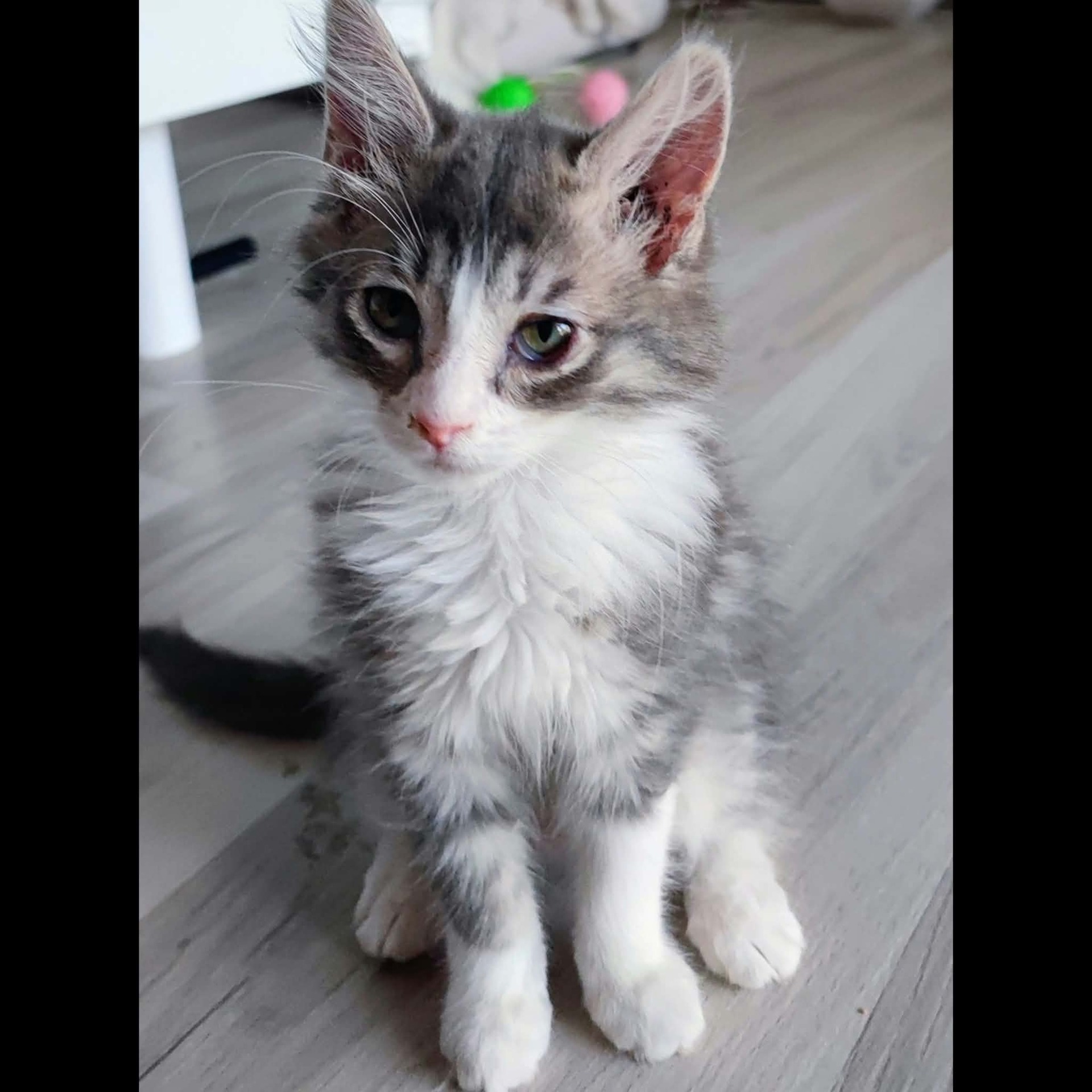 Adopter LILI