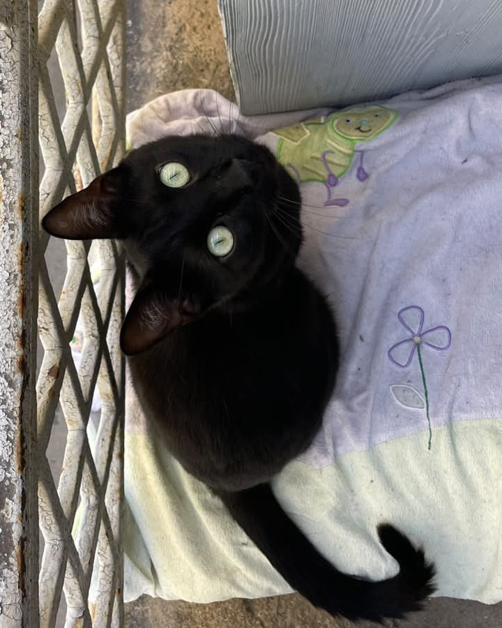 Adopter Eclair