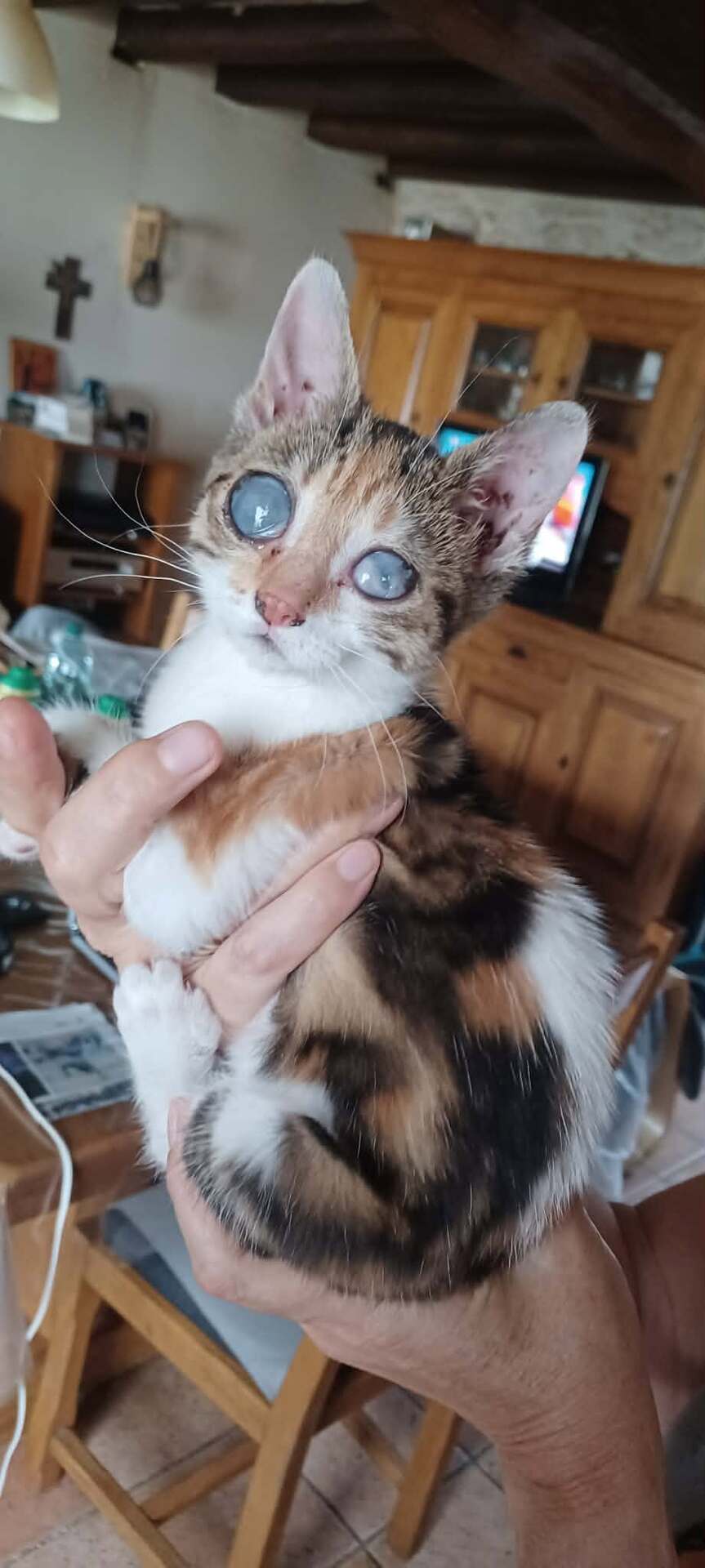 Adopter VICTOIRE
