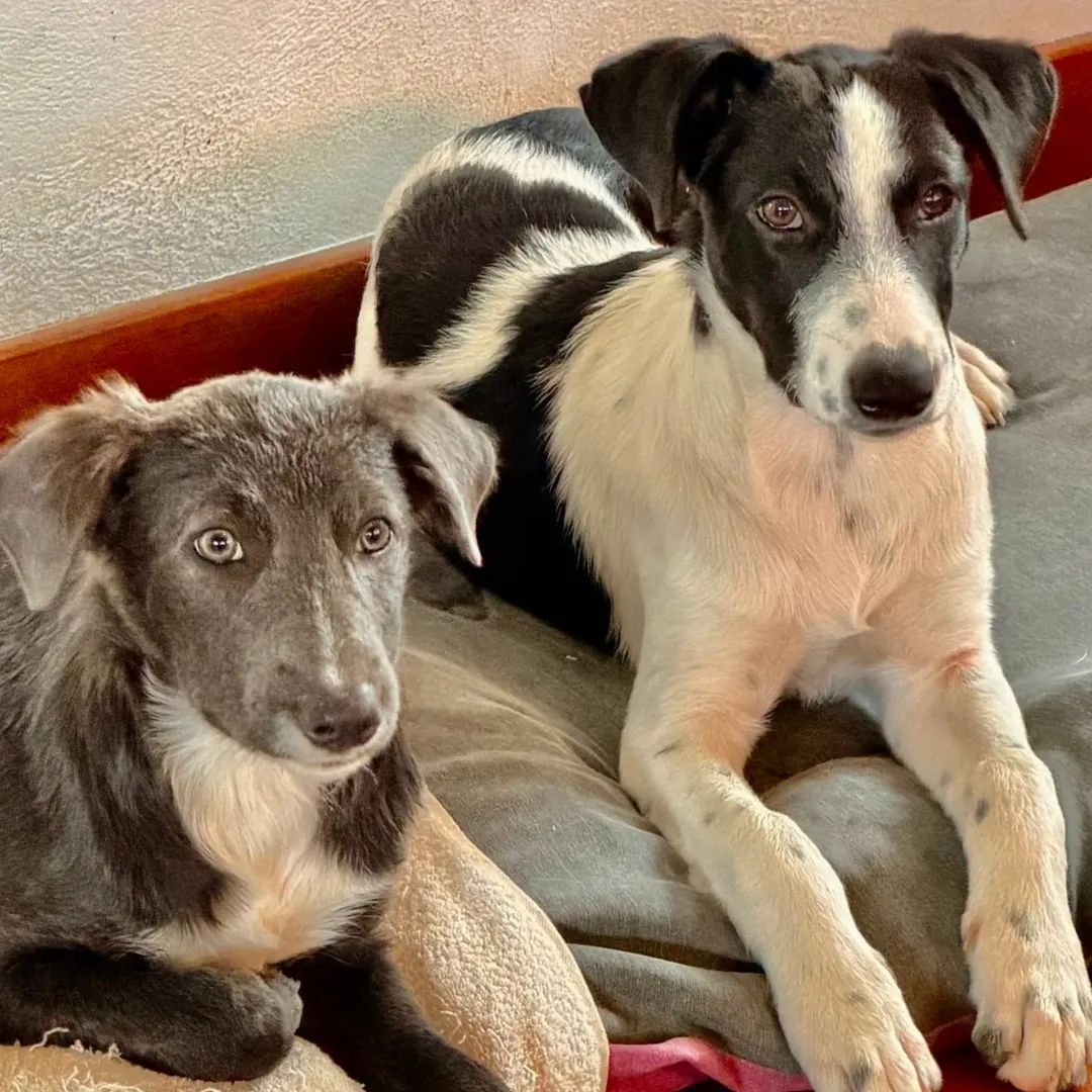 Adopter Tanin