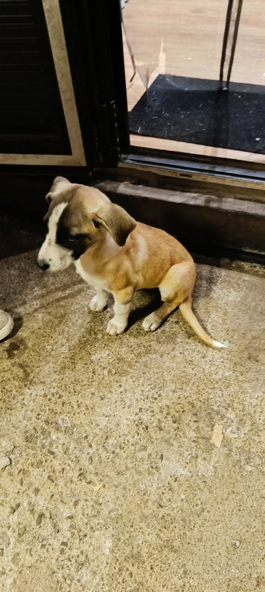 Adopter Badka