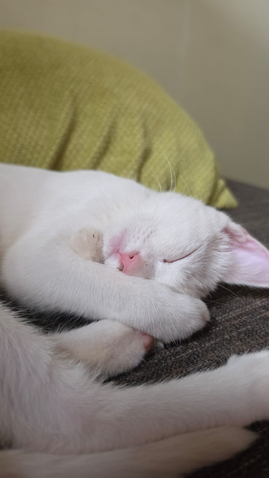Adopter Lina