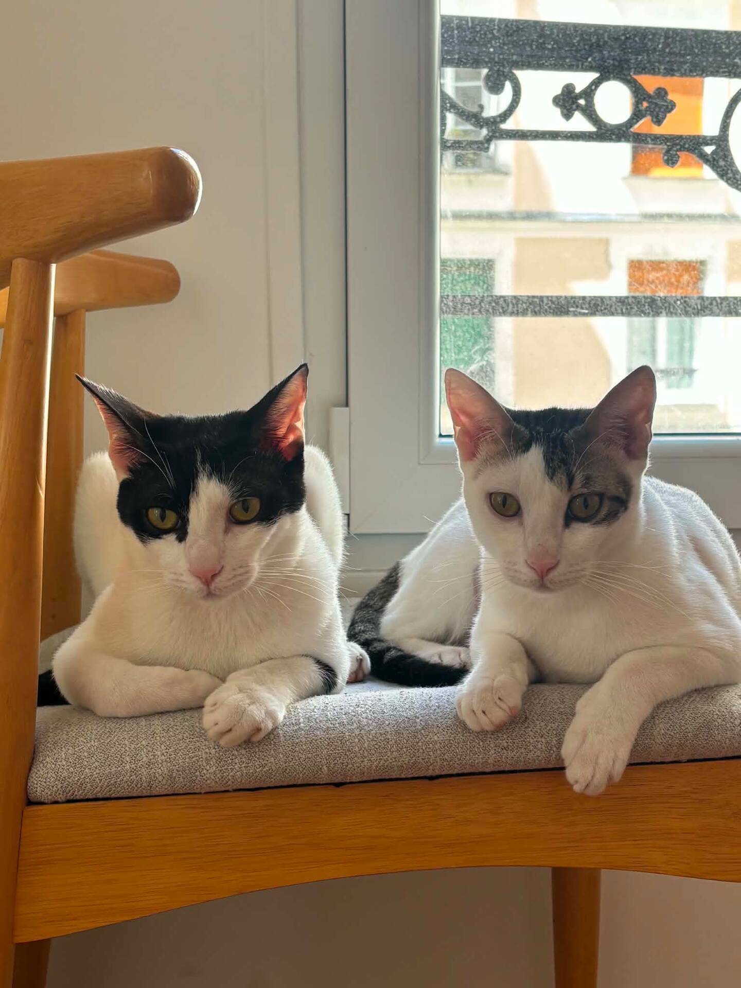 Adoption Muxu (bisou en basque)