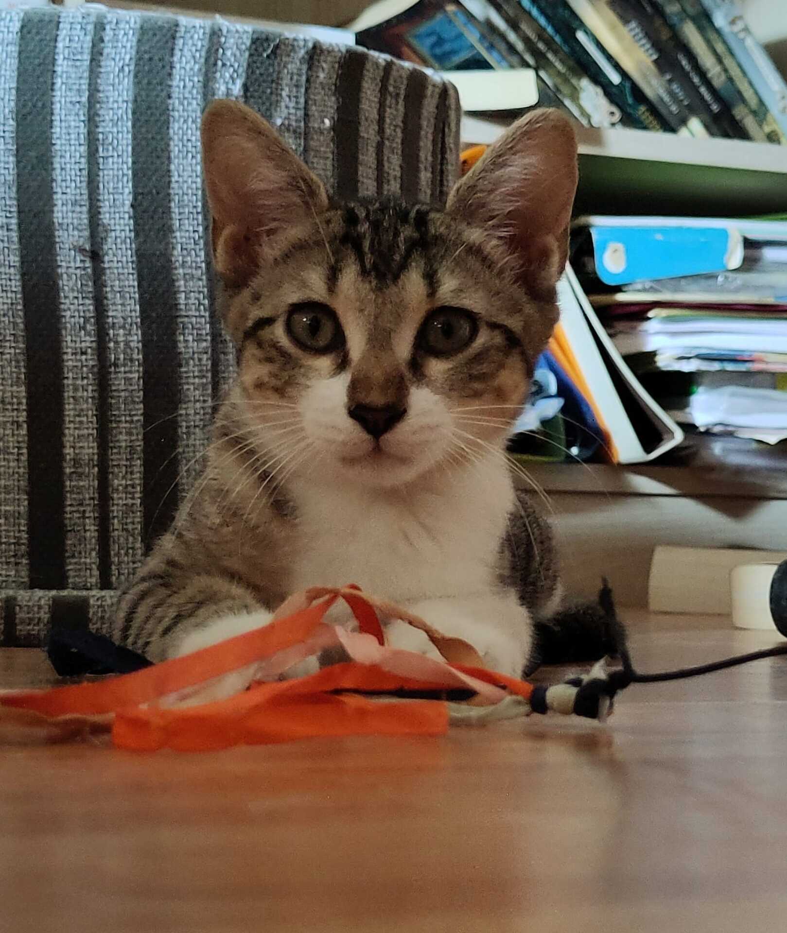 Adopter Marie