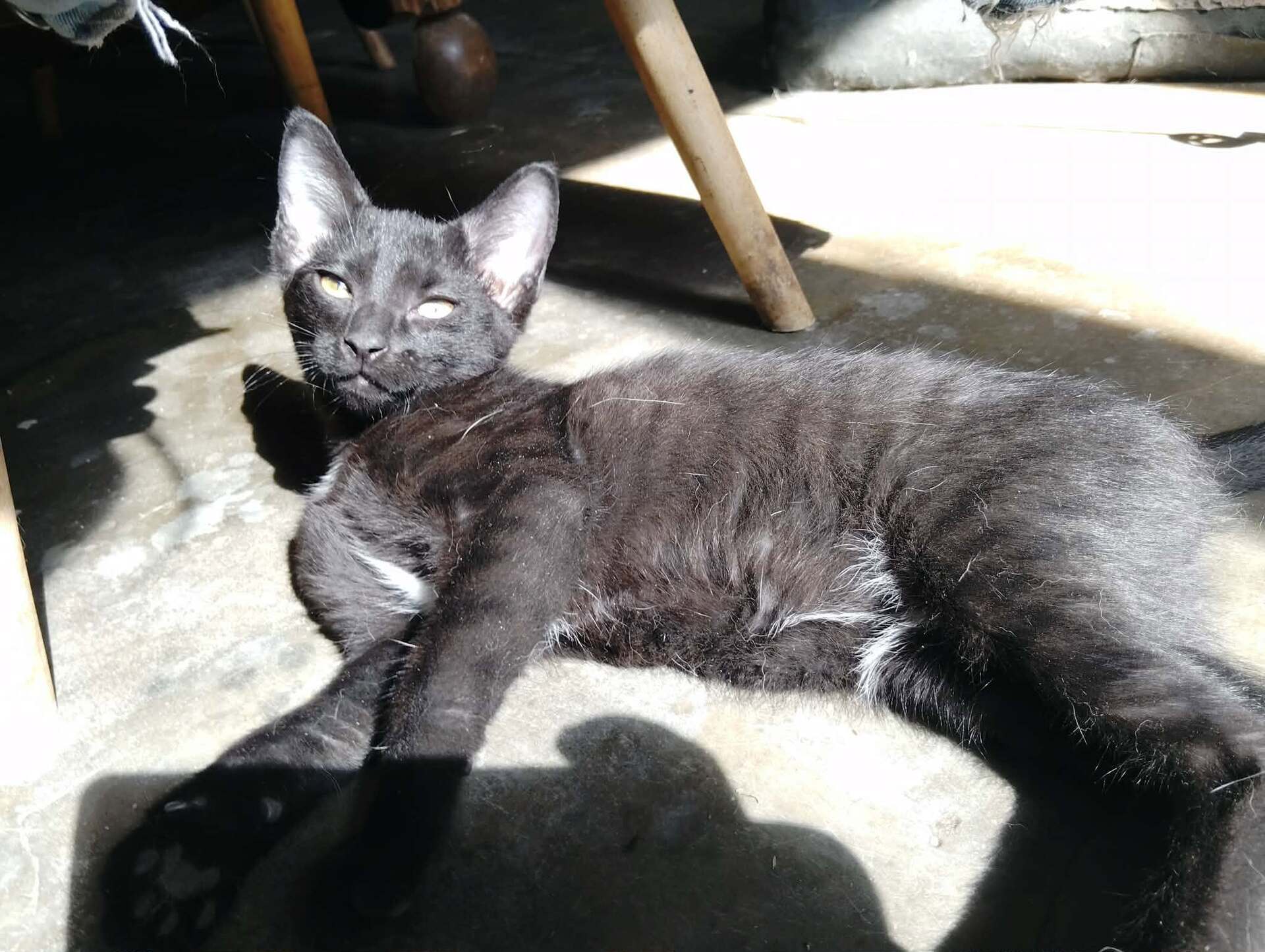 Adopter BOZART