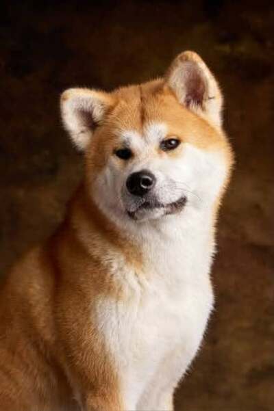 Adopter Achika