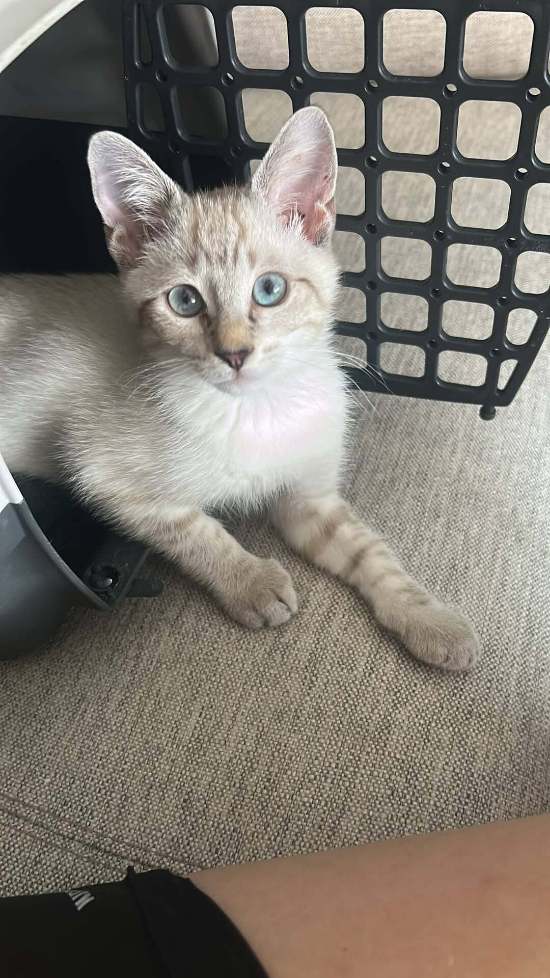 Adopter Mochi