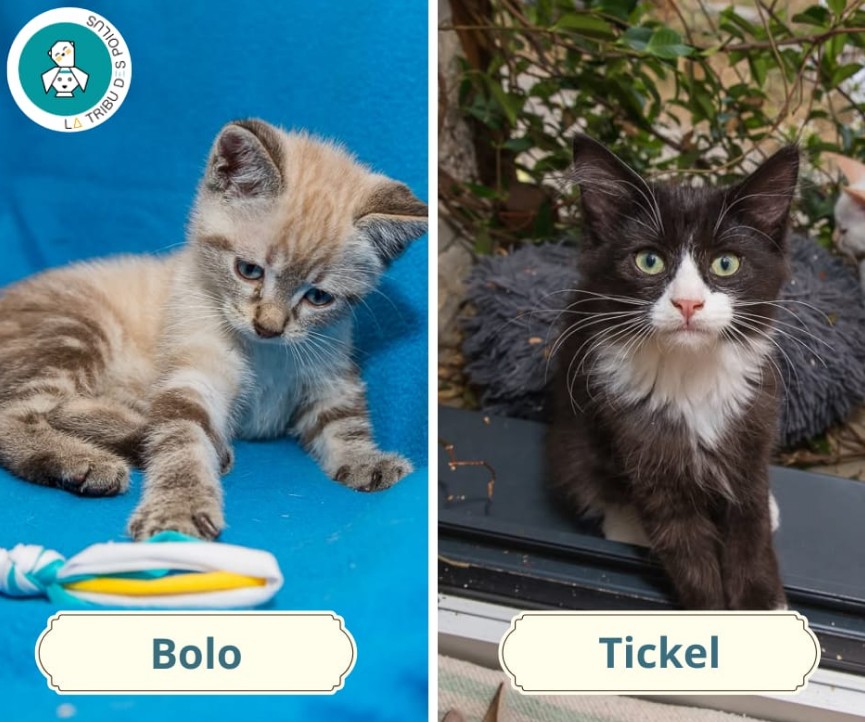 Adopter Bolo et Tickel