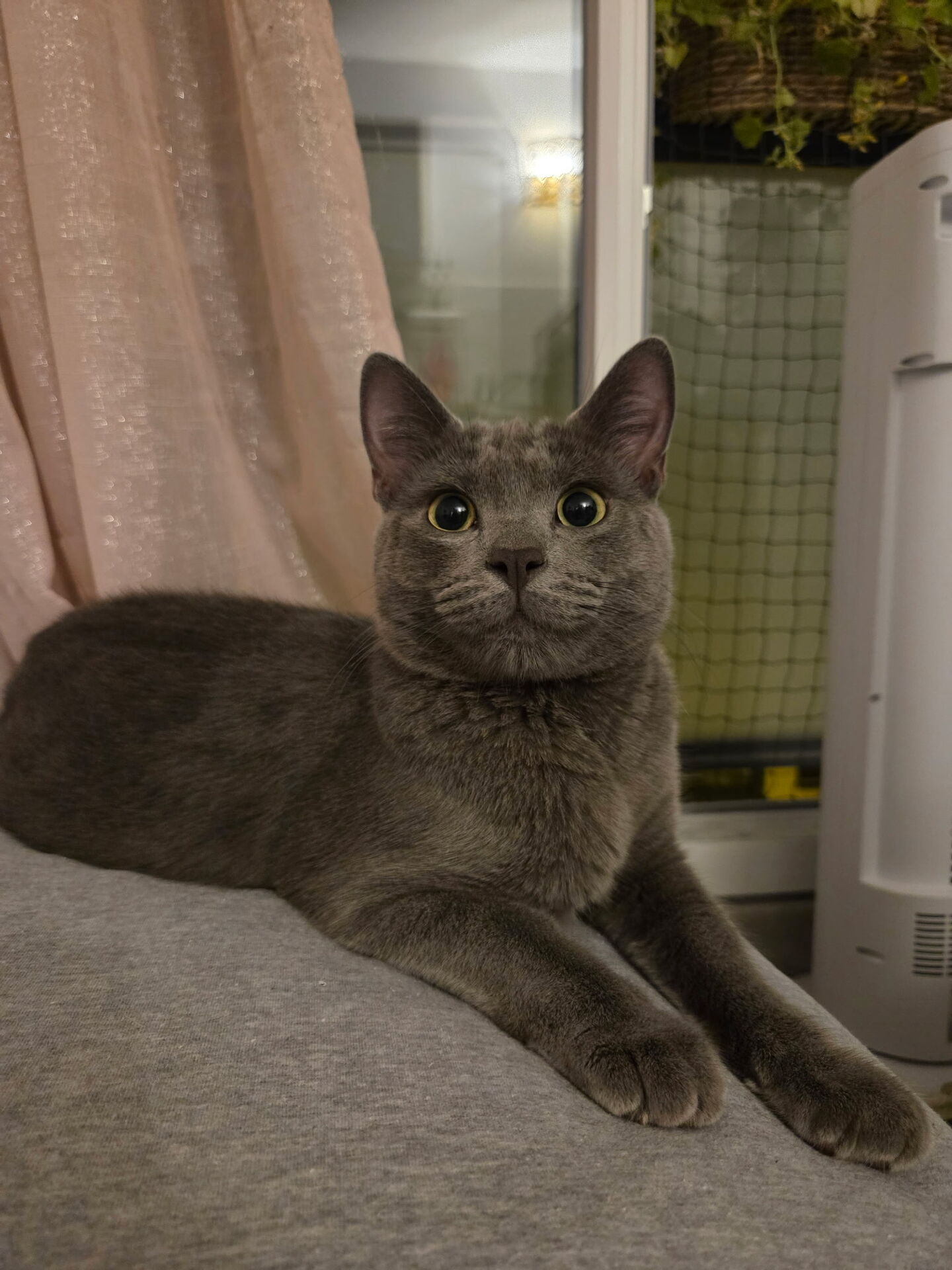Adopter simba