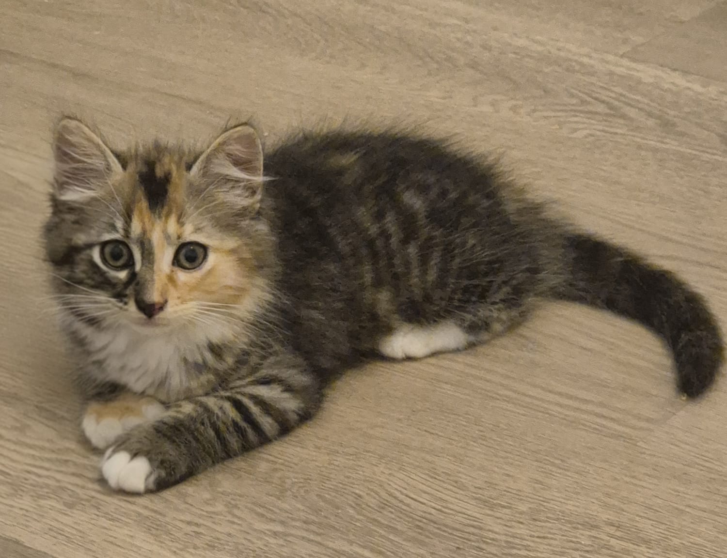 Adopter Nima