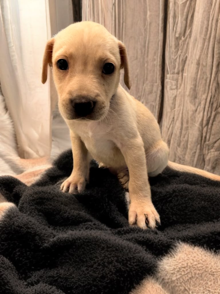 Adopter Spyke