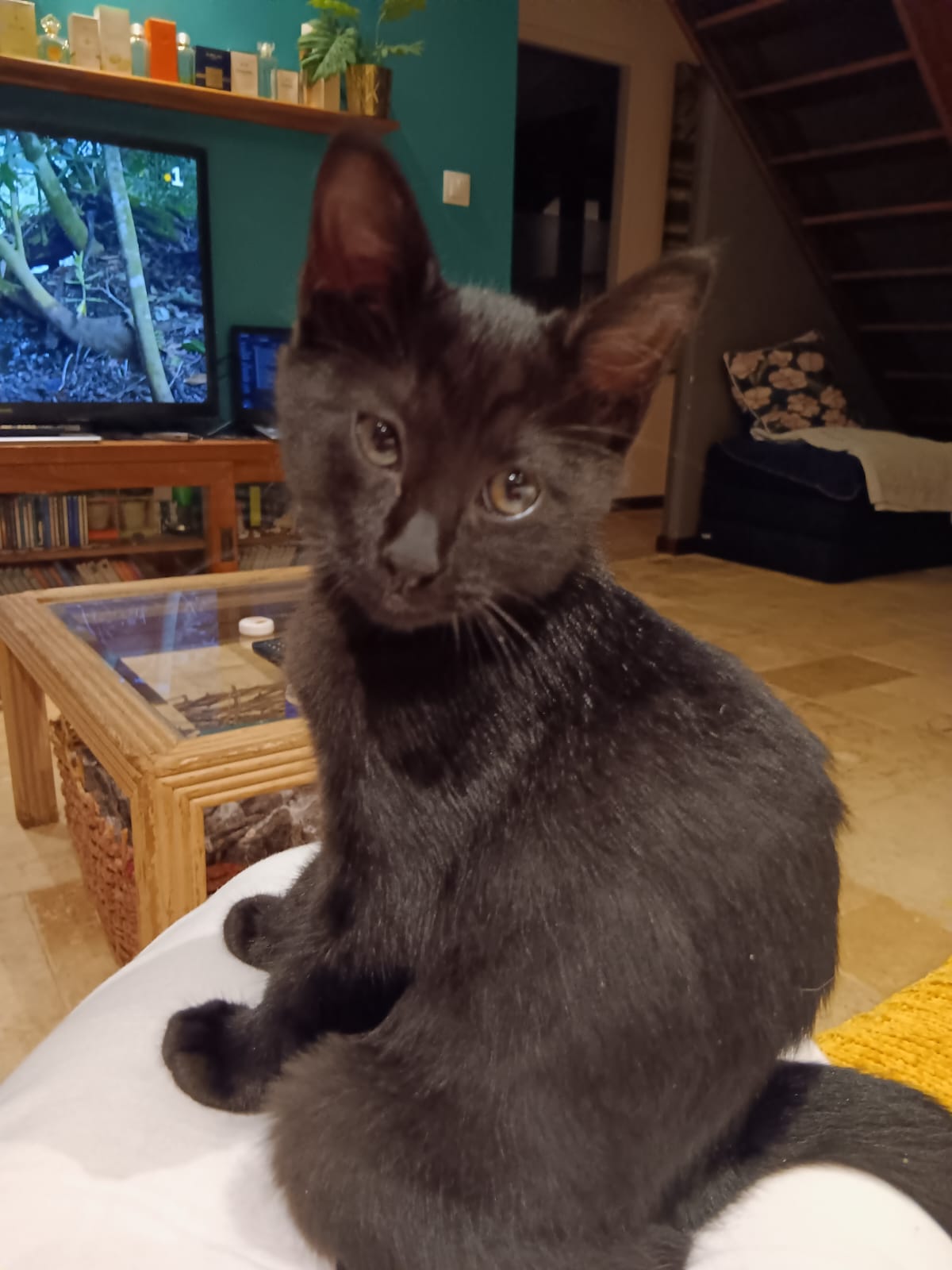 Adopter Nouméa