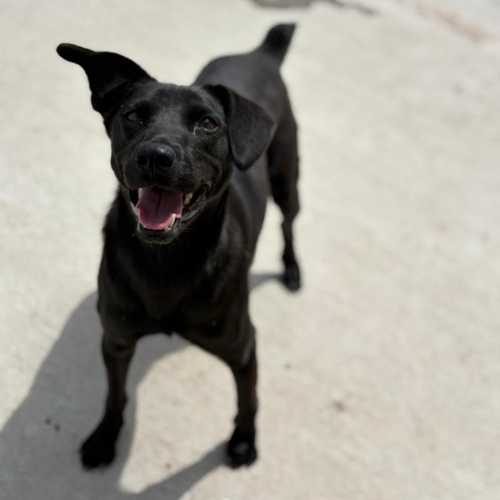 Adoption LAIKA