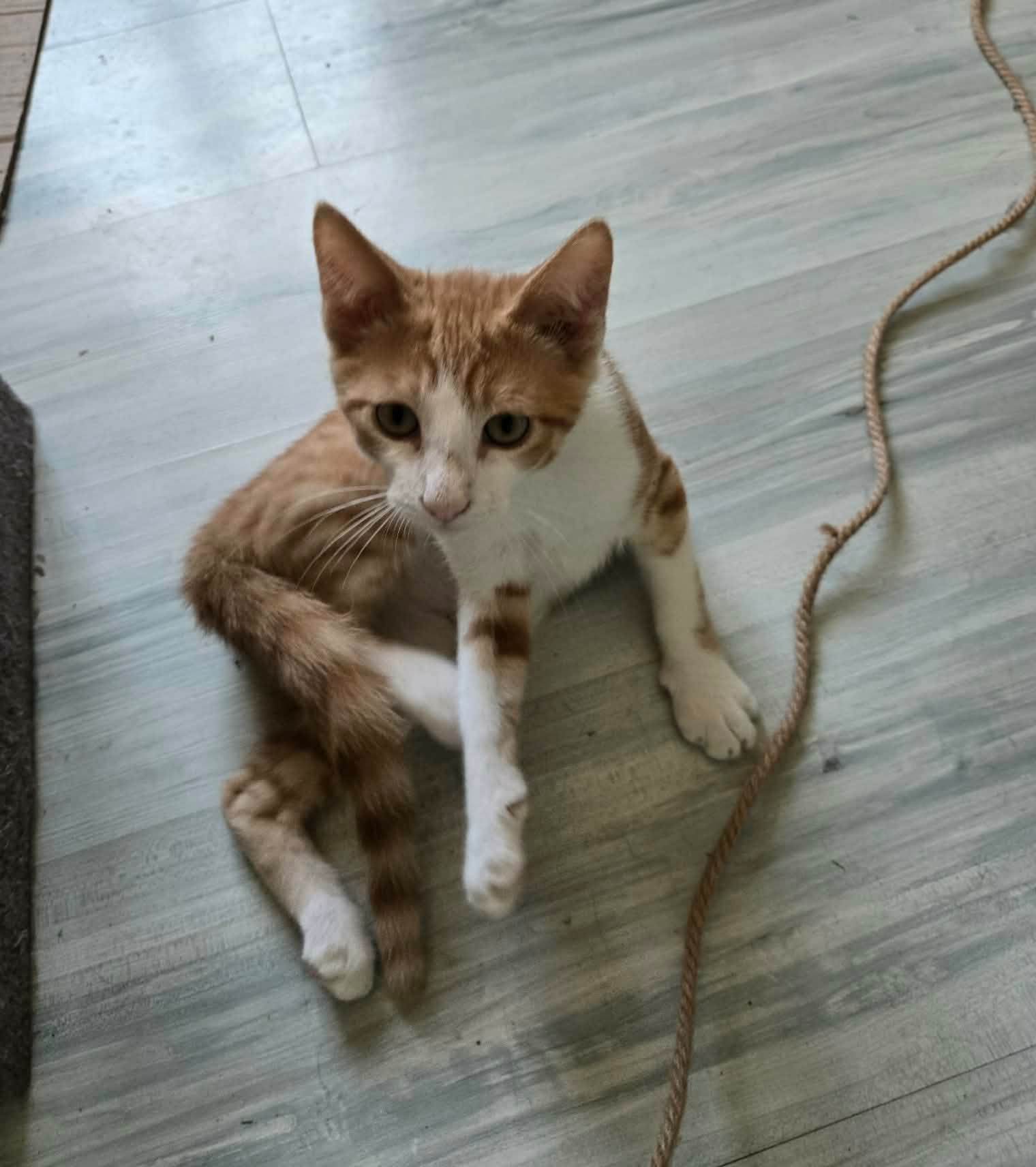 Adopter Pikachu