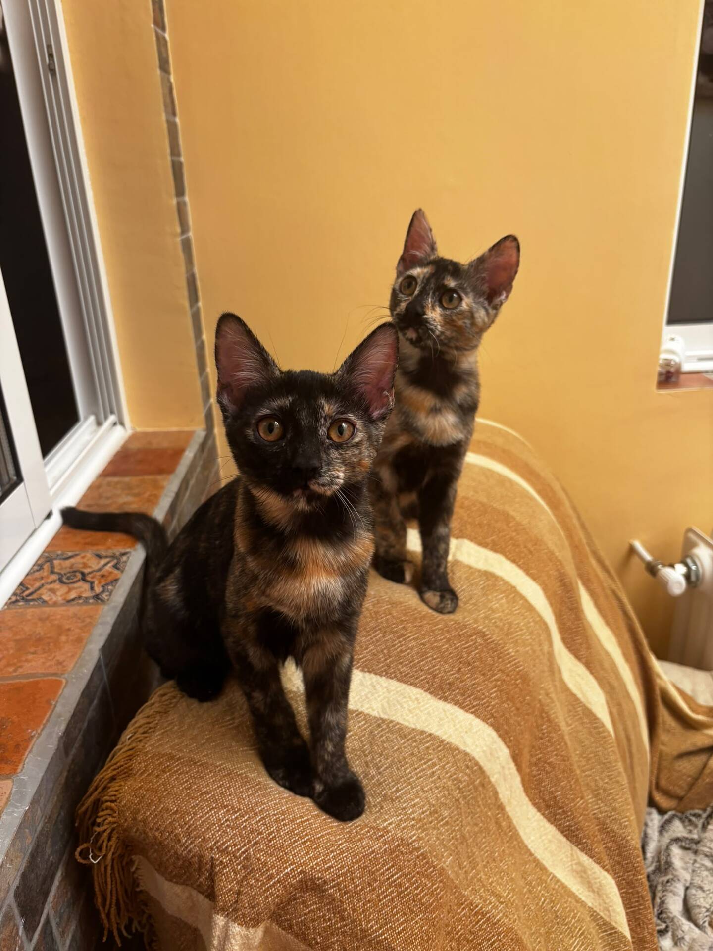 Adoption MENCHU ET JANNIS