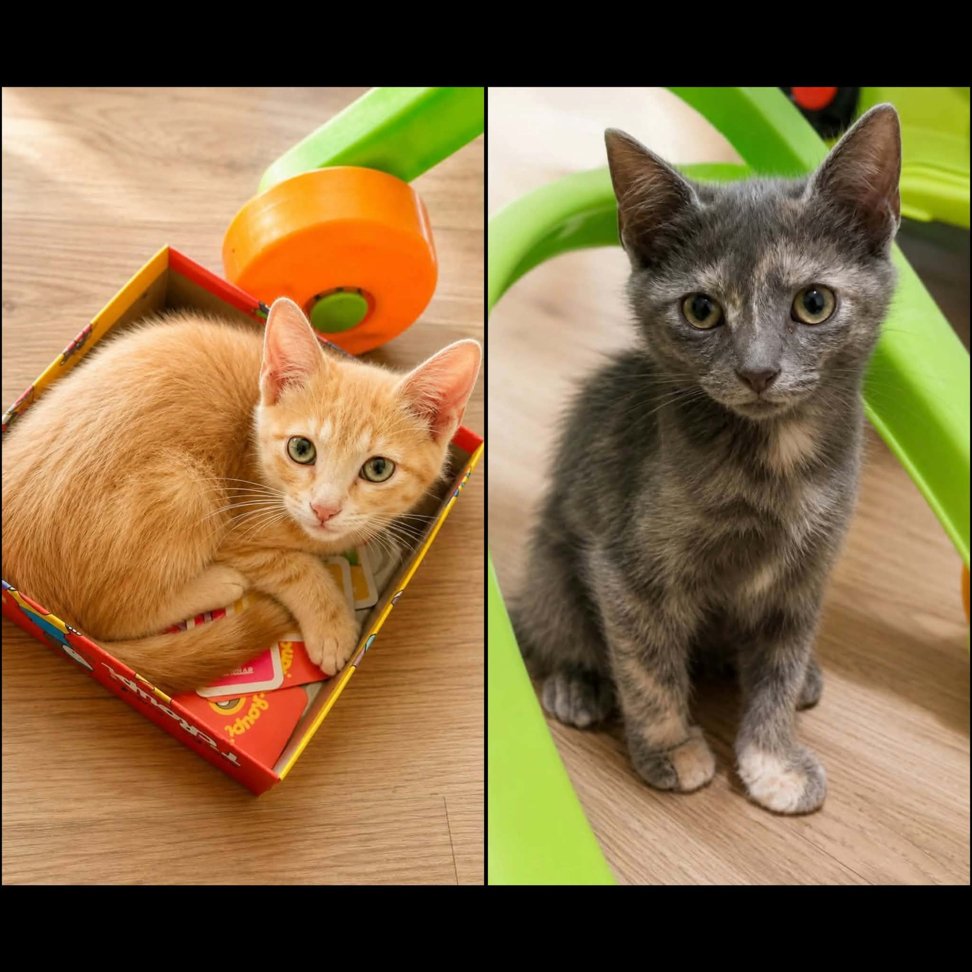 Adopter LOUKI et MIQUETTE