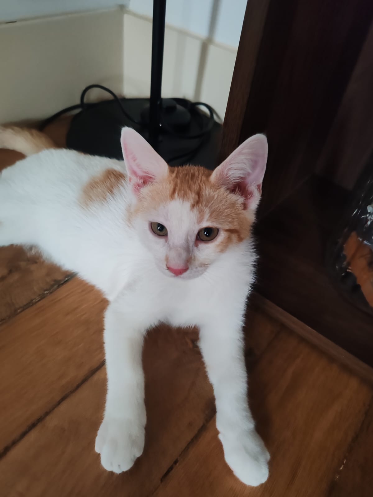 Adopter Shanks