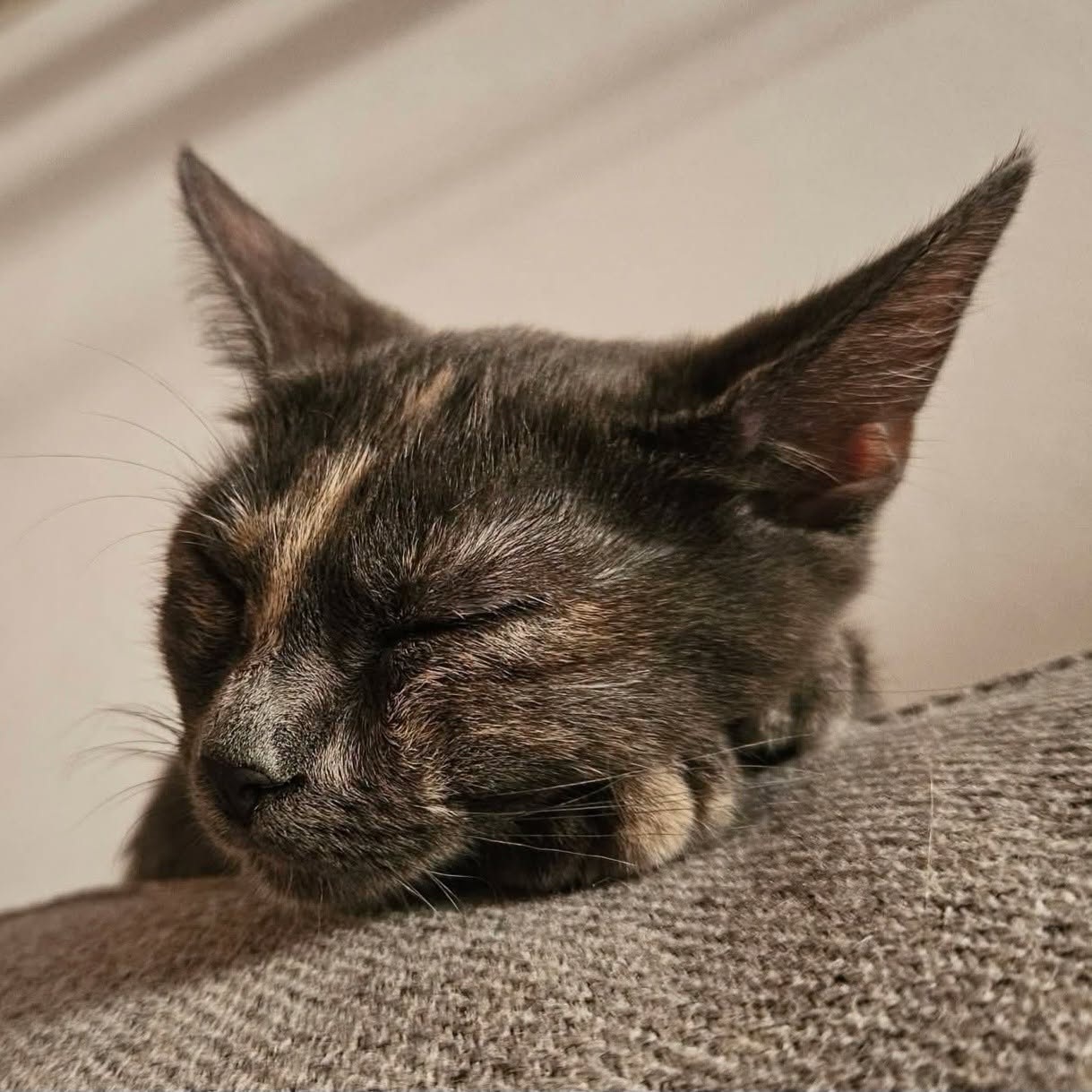 Adopter BELIA