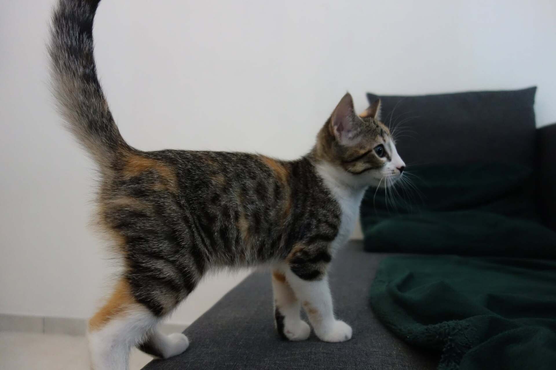 Adopter Laïka