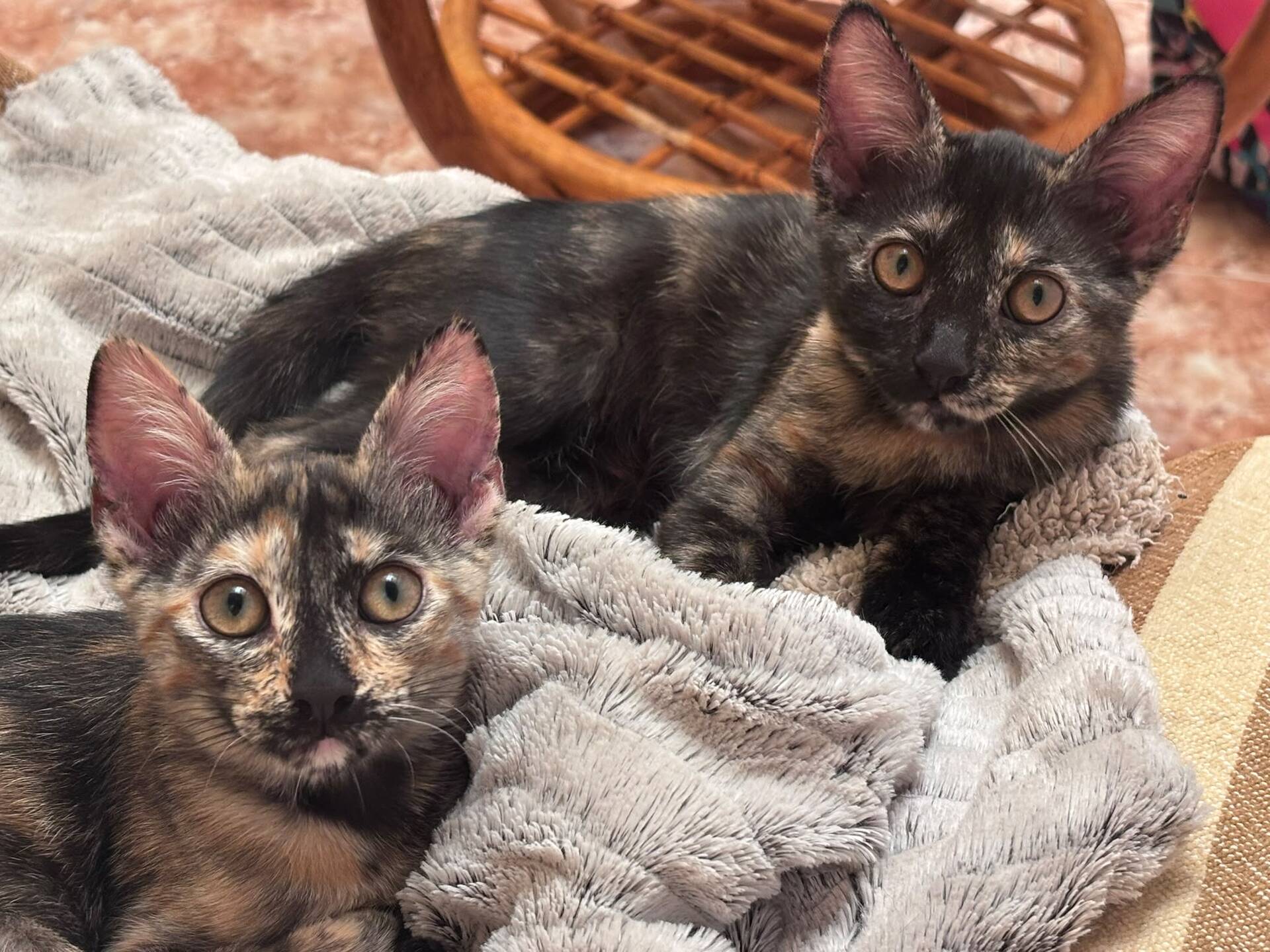 Adopter MENCHU ET JANNIS