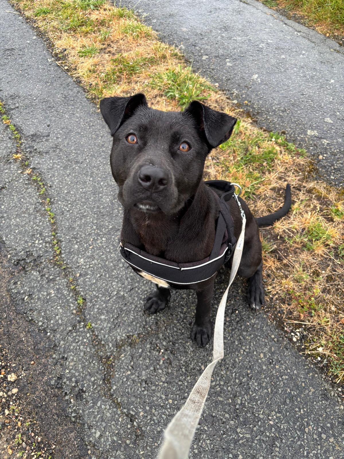 Adopter Athena
