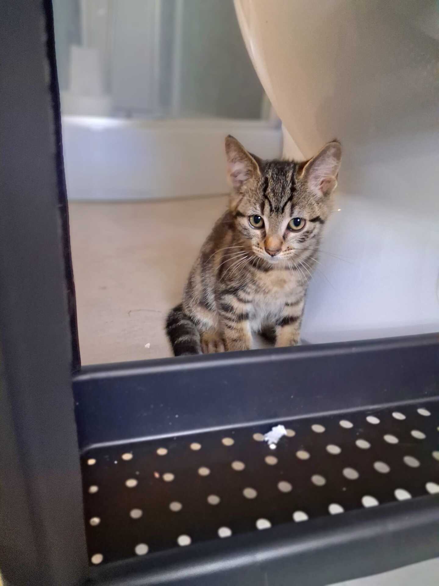 Adopter Pistache