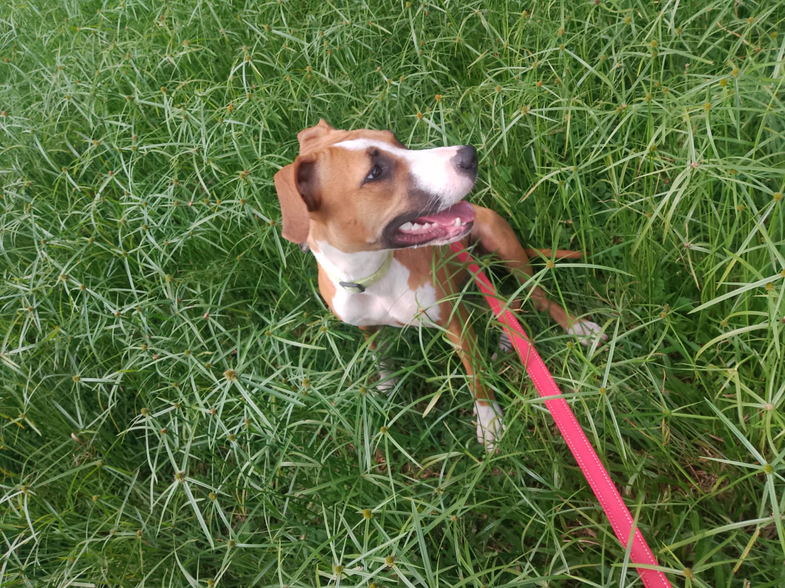 Adopter Bimbo