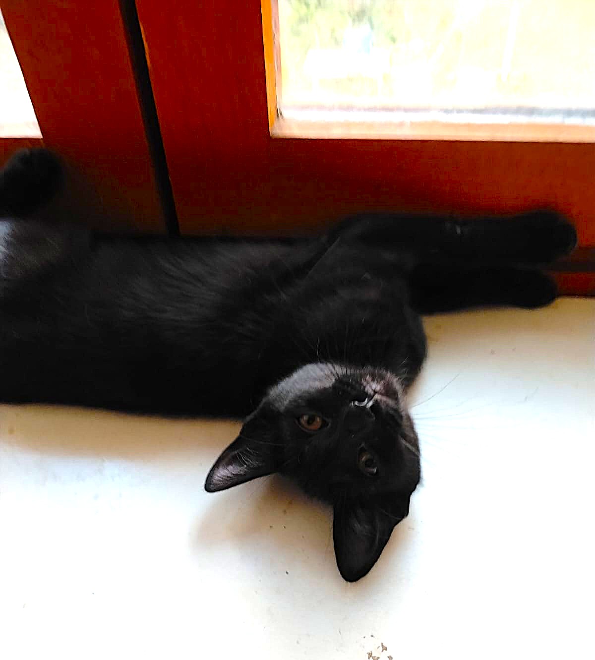 Adoption Brindille