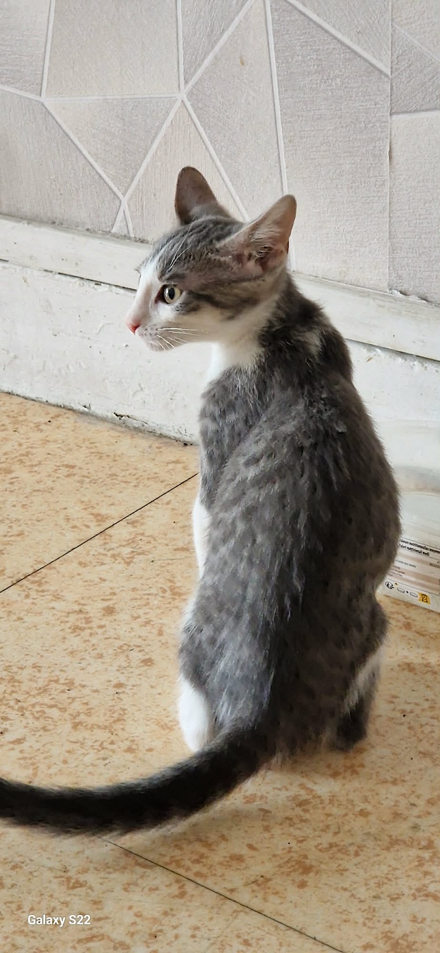 Adopter GREY