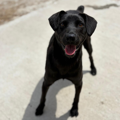 Adoption LAIKA