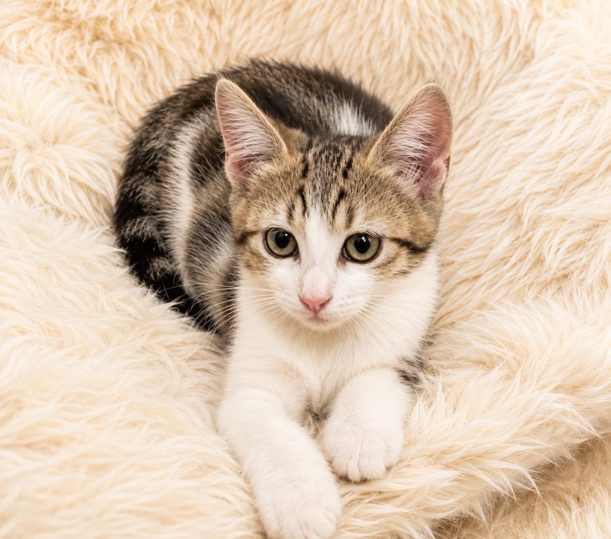 Adopter MOSCOU