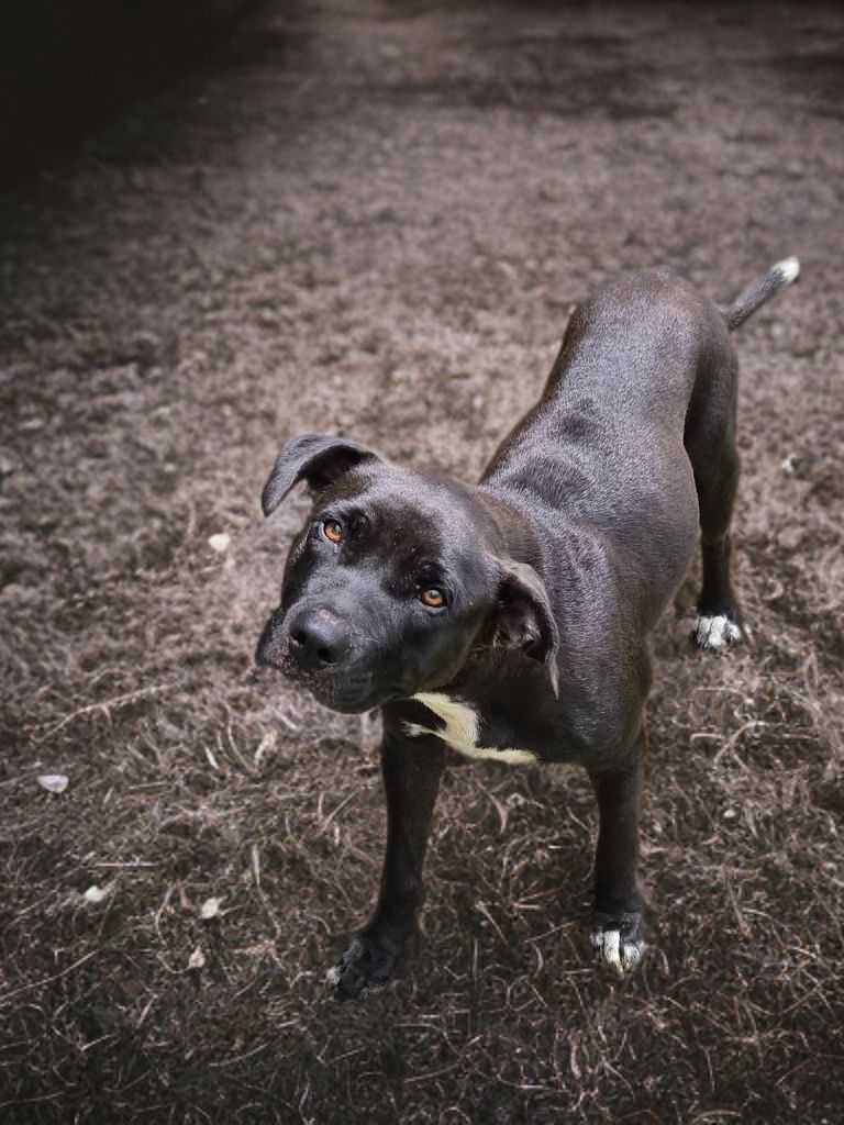 Adopter Saphira
