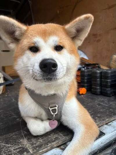 Adopter Achika