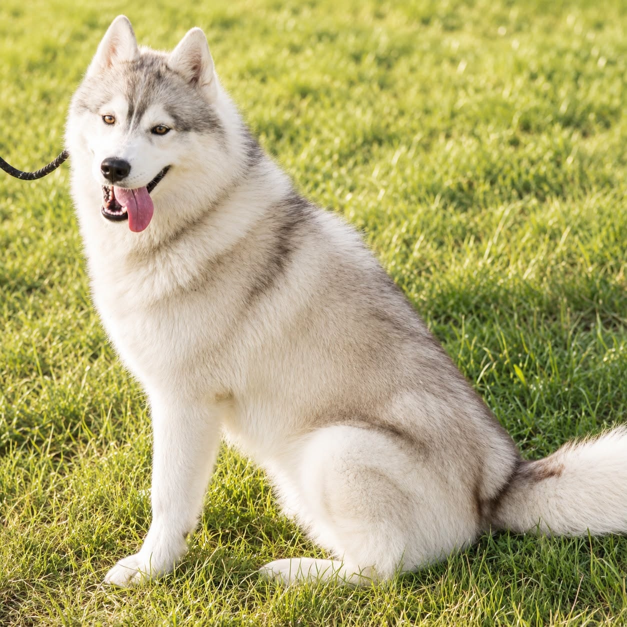 Adopter SNOW